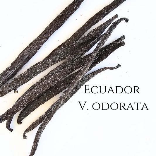 Ecuador V. odorata