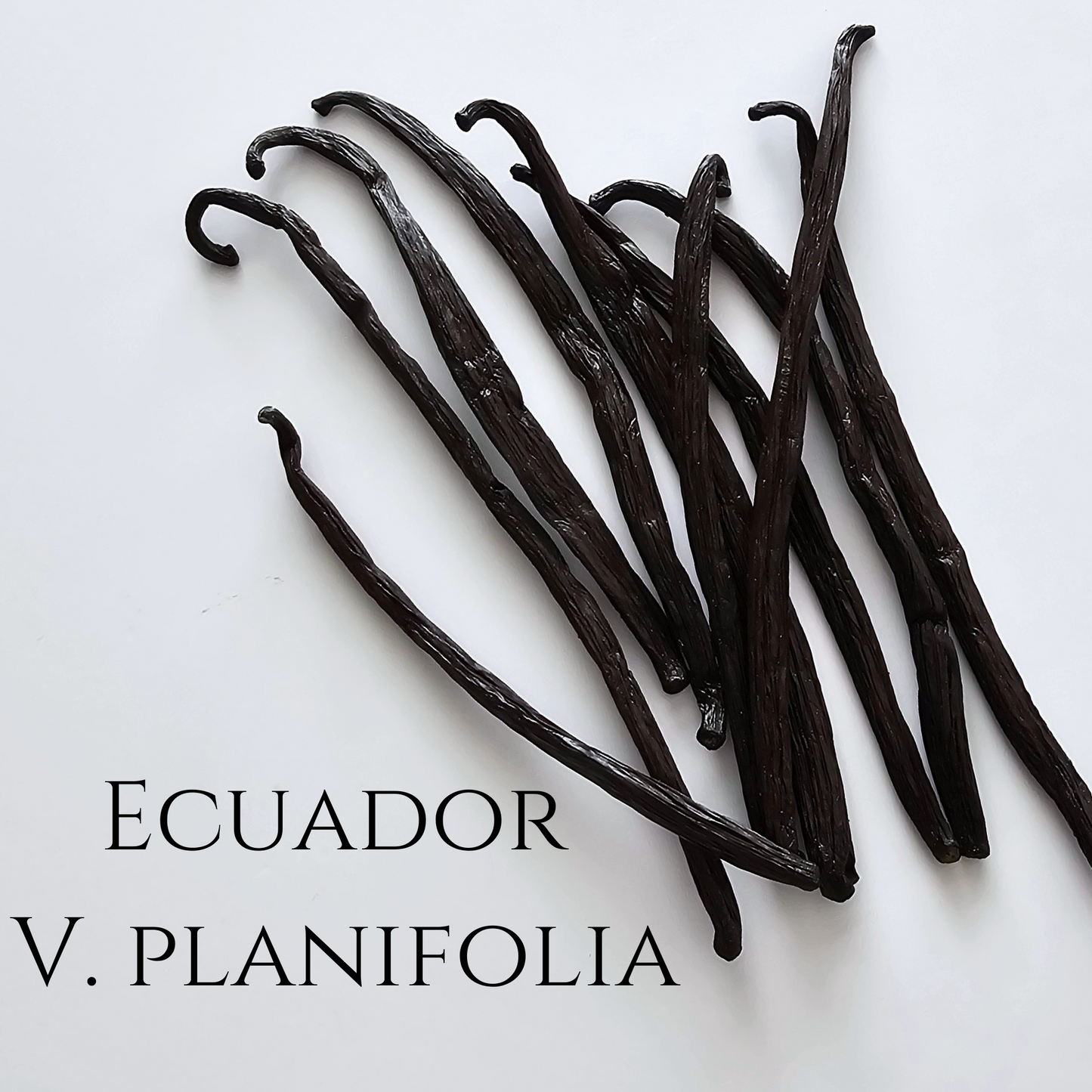 Ecuador V. planifolia Vanilla Beans