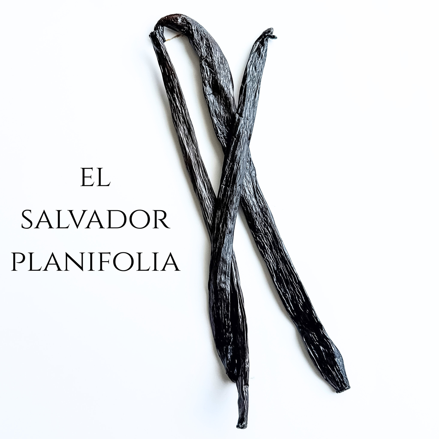 El Salvador V. planifolia