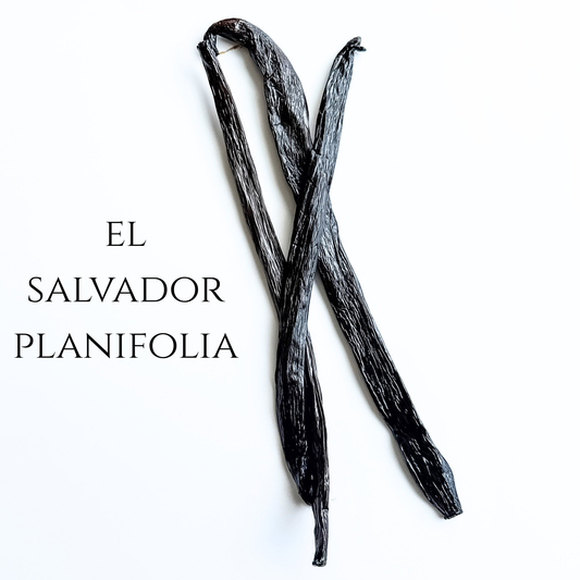 El Salvador V. planifolia
