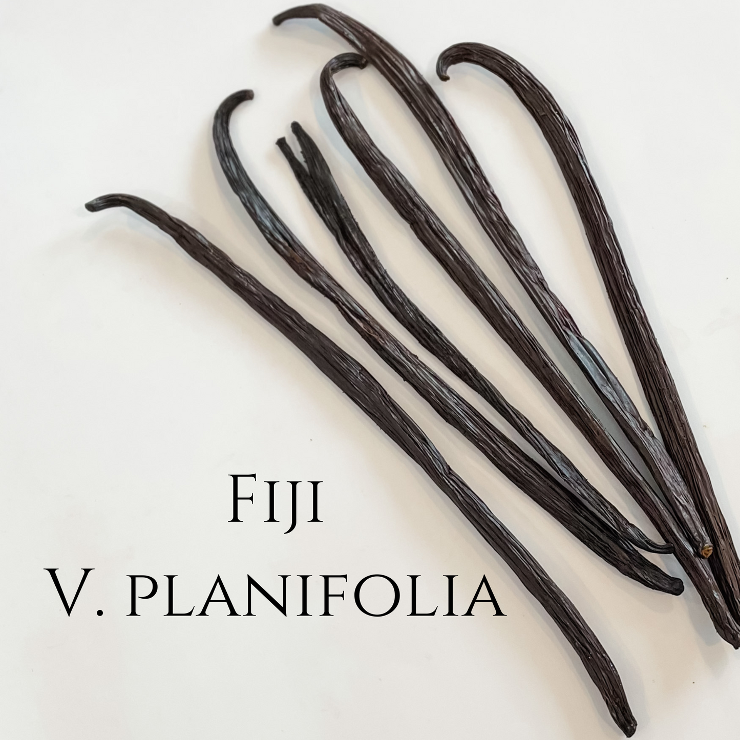 Fiji V. planifolia Vanilla Beans