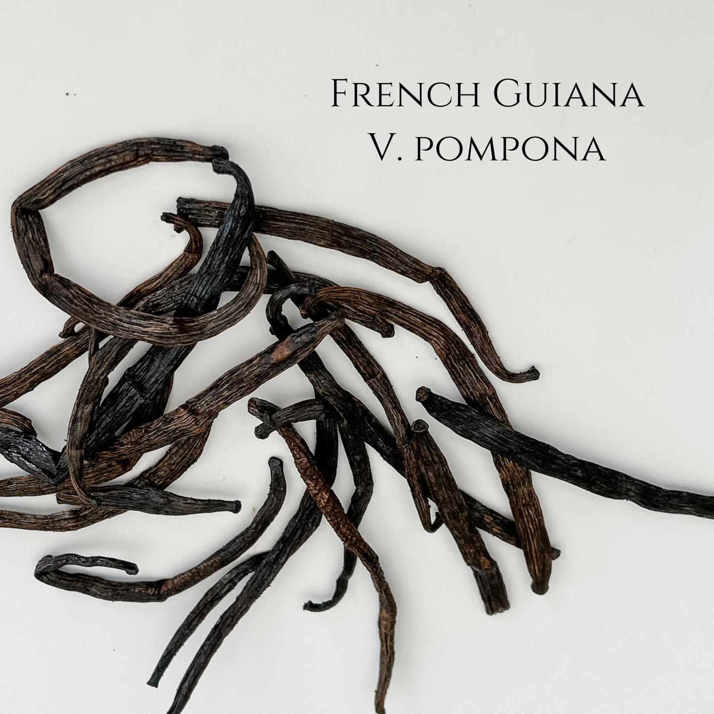 French Guiana V. pompona