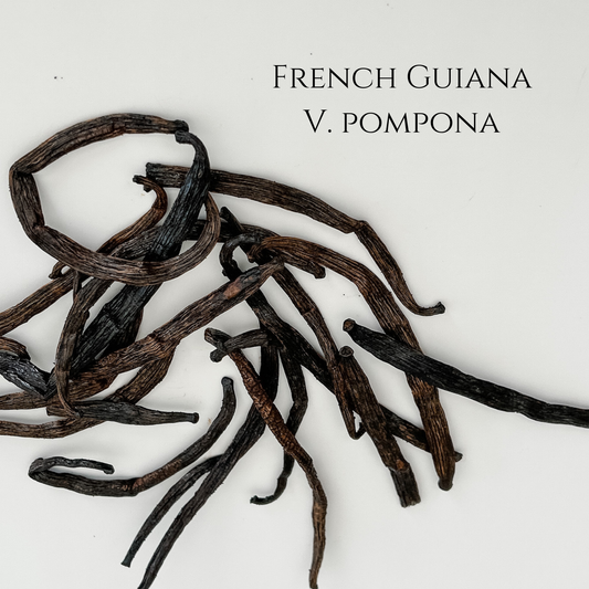 French Guiana V. pompona