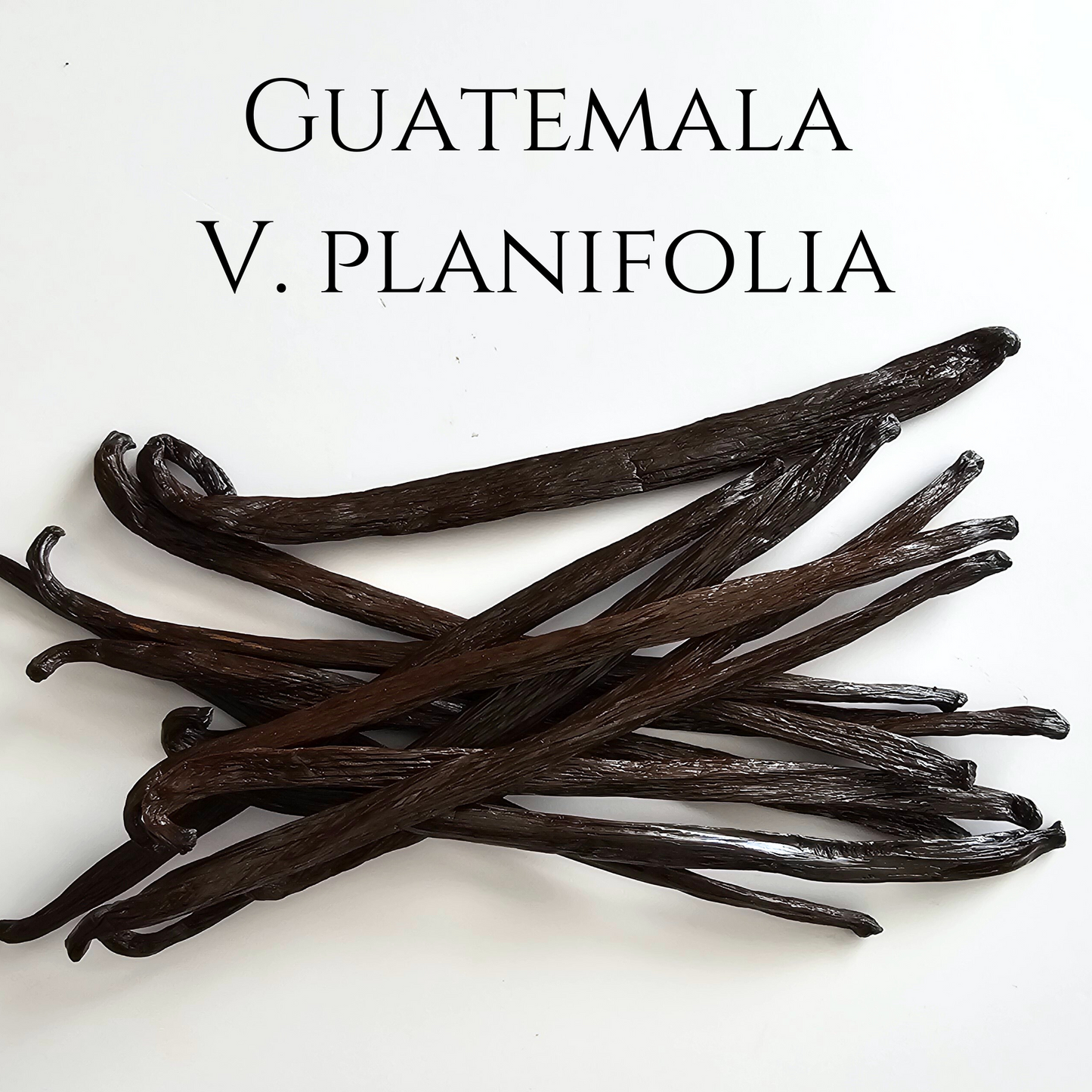 Guatemala V. planifolia Vanilla Beans