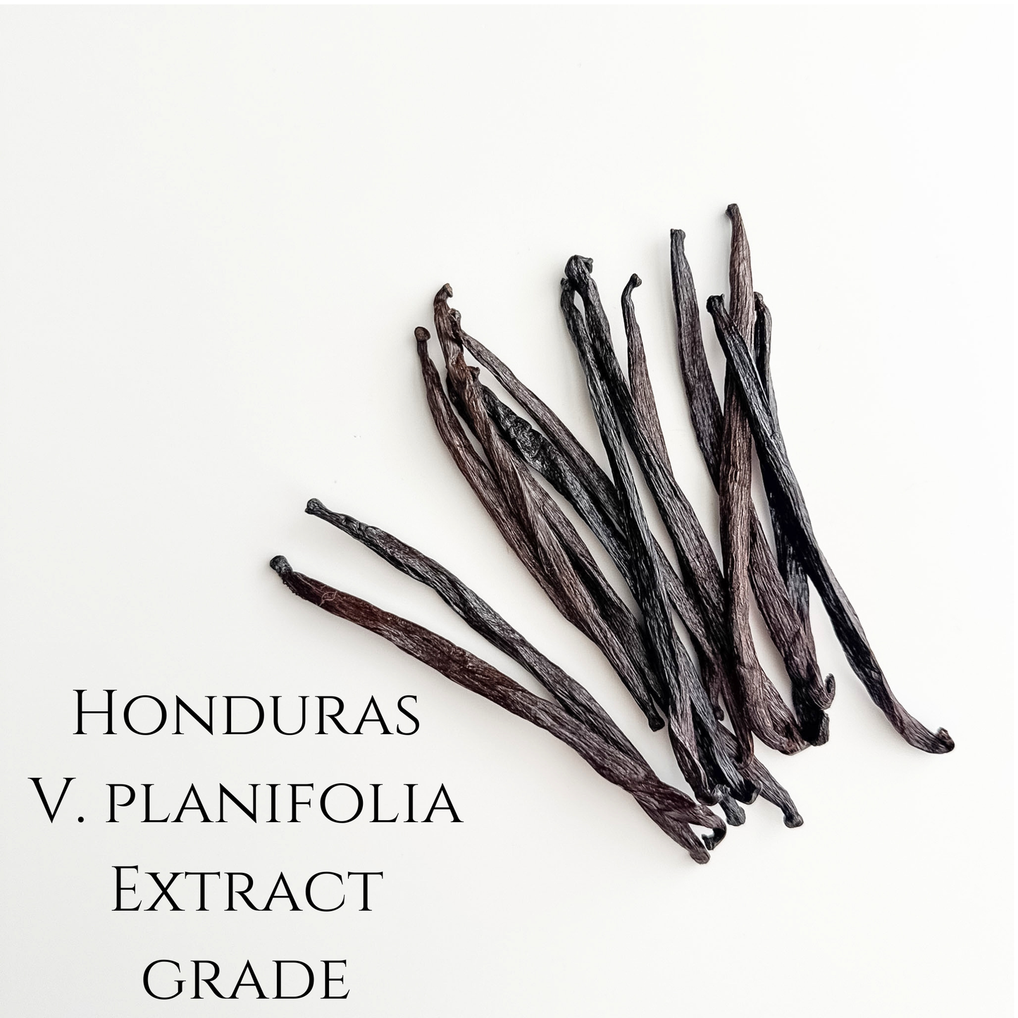 Honduras V. planifolia Vanilla Extract Grade Beans