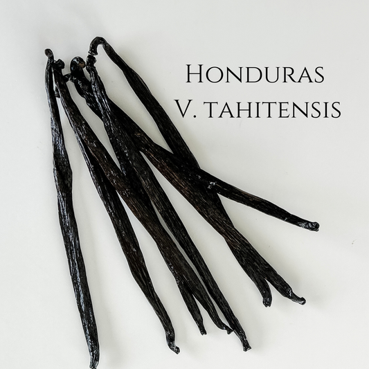 Honduras V. tahitensis Vanilla beans