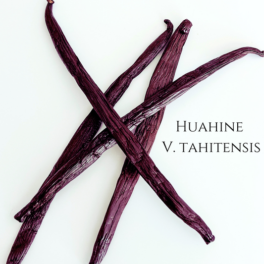 Huahine V. tahitensis