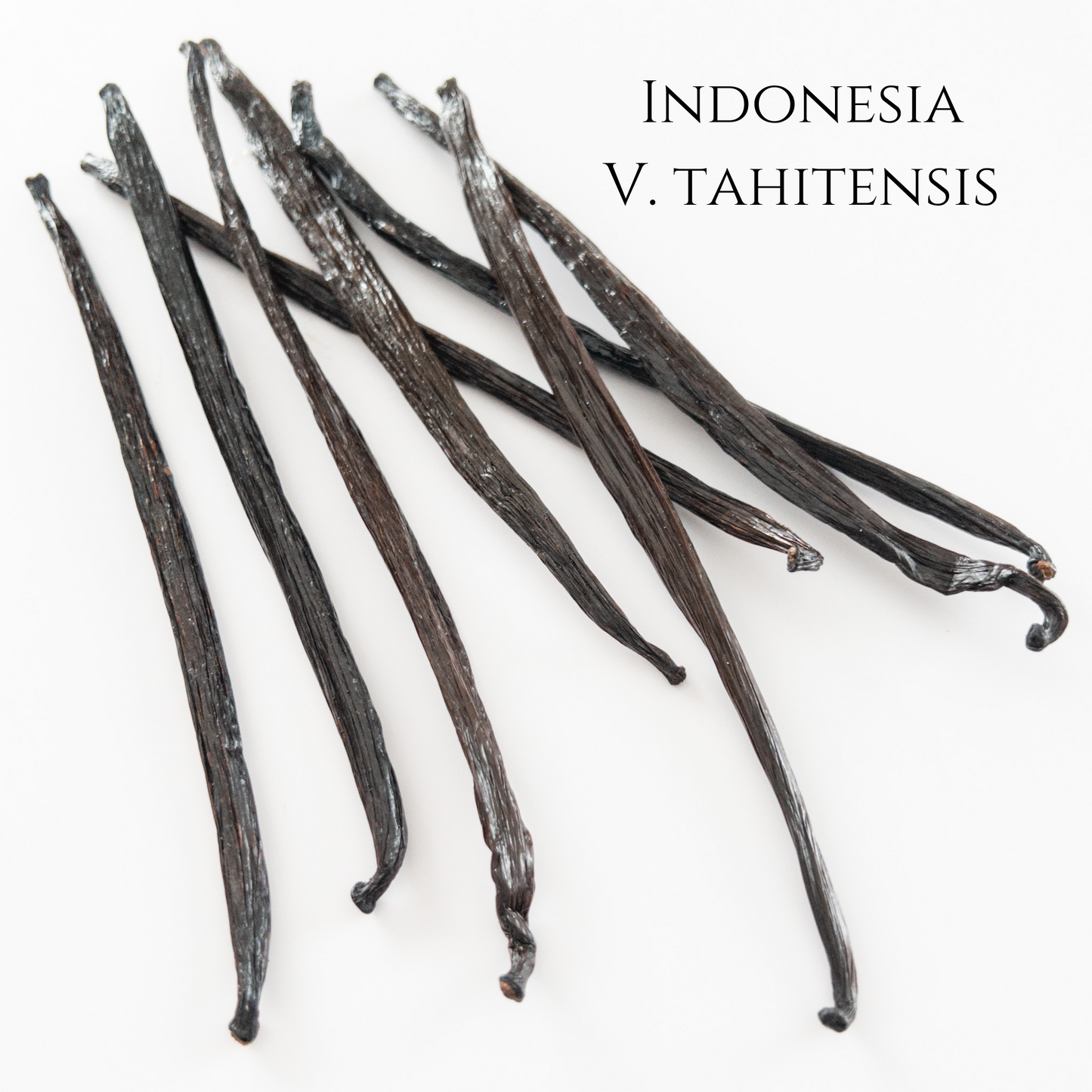 Indonesia V. tahitensis Vanilla Beans