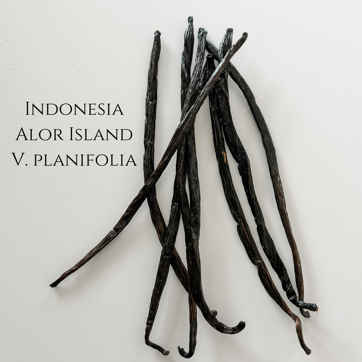 Indonesia, Alor Island, V. planifolia Vanilla Beans 100% Organic