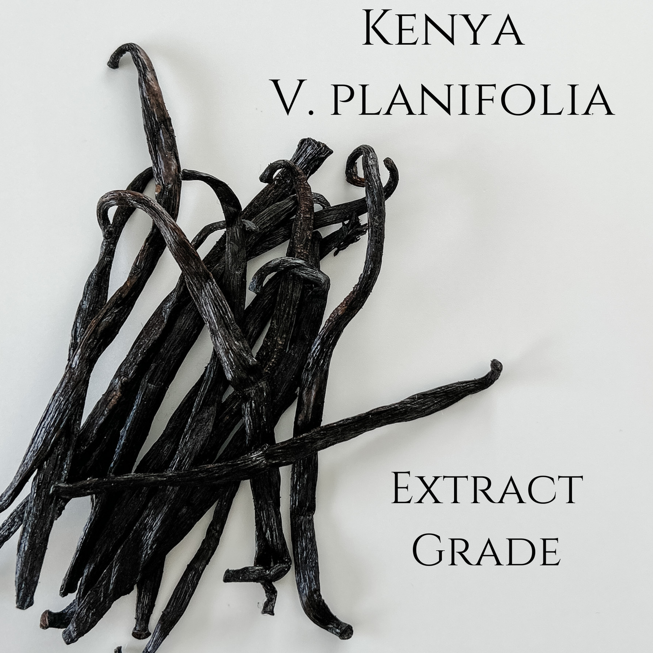 Kenya V. planifolia Vanilla Beans IndriVanilla