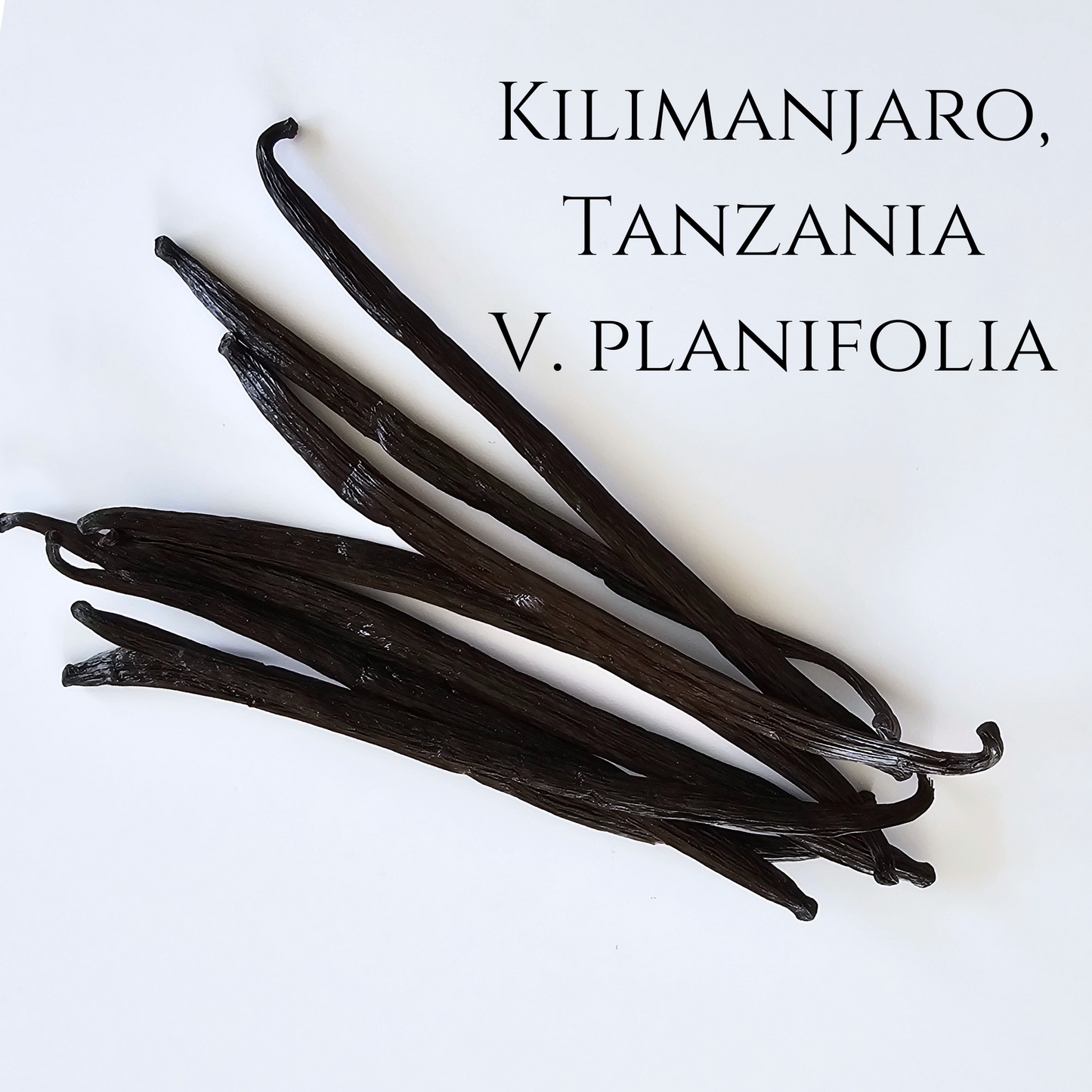 Kilimanjaro, Tanzania V. planifolia