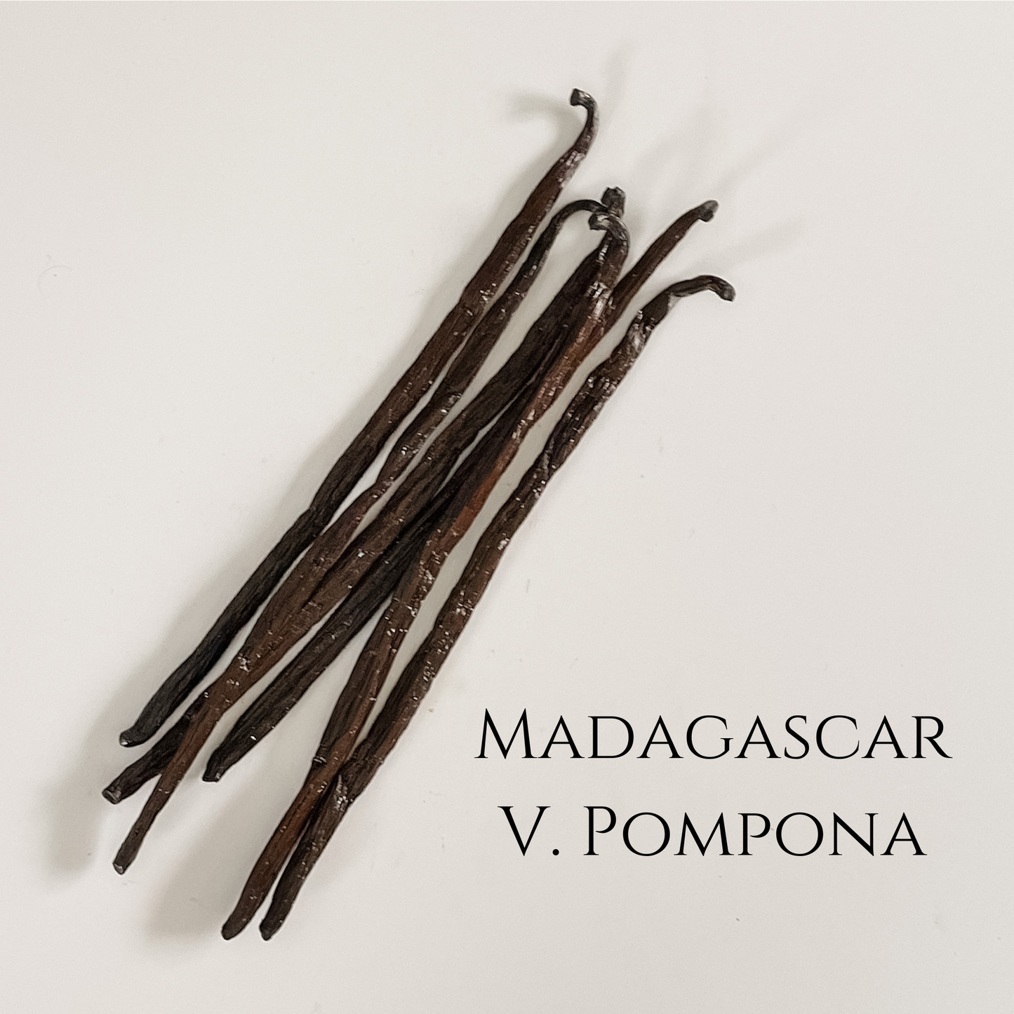 1 ounce Madagascar V. pompona vanilla beans