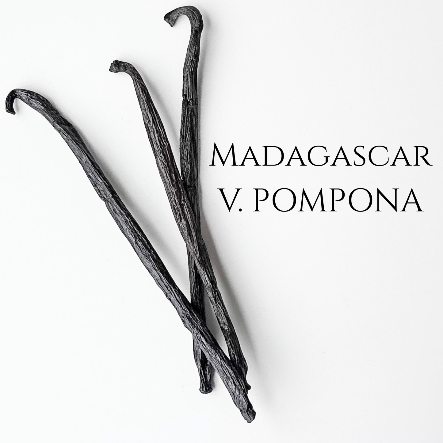 Madagascar V. pompona