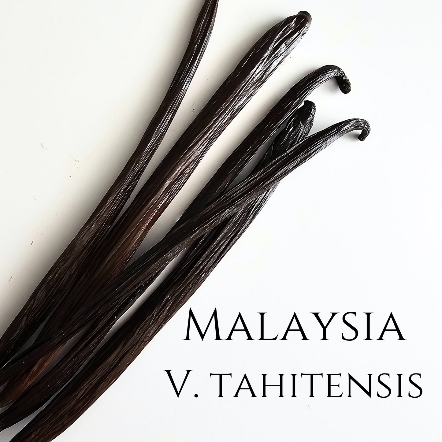 Malaysia V. tahitensis Vanilla Beans