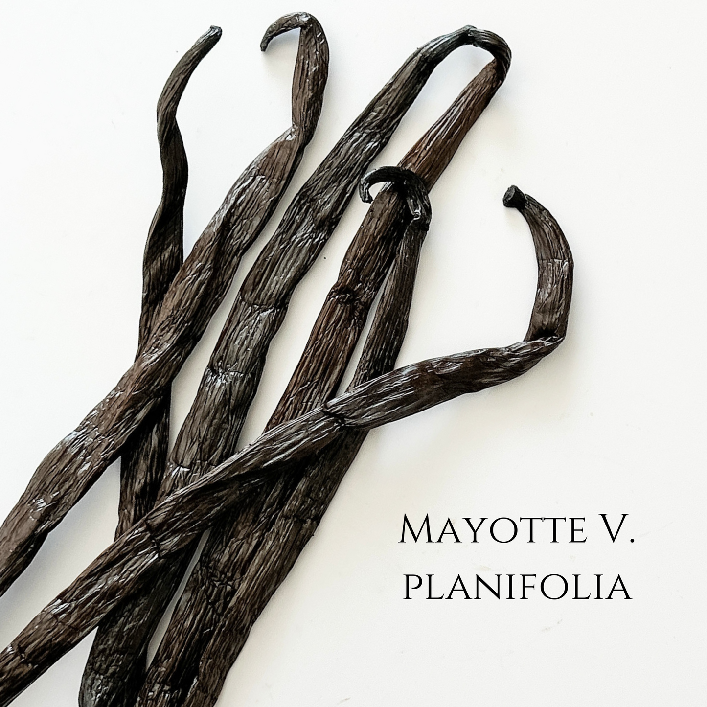 Mayotte V. planifolia Vanilla Beans