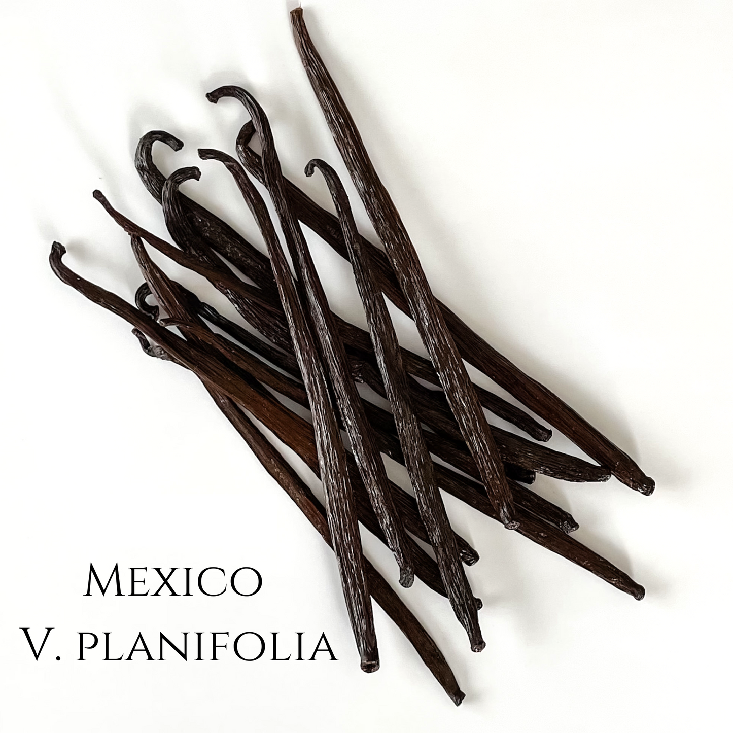 Mexico V. planifolia Vanilla Beans