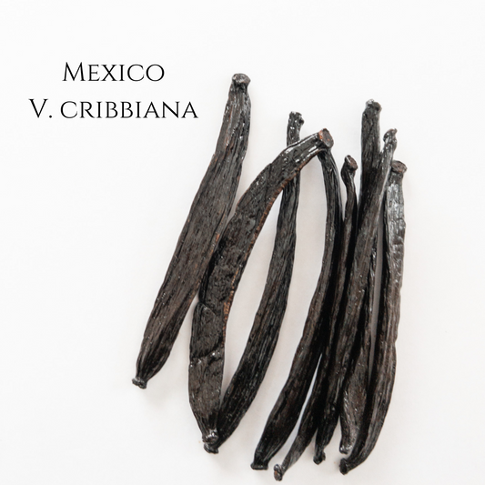 Mexico V. cribbiana Vanilla Beans