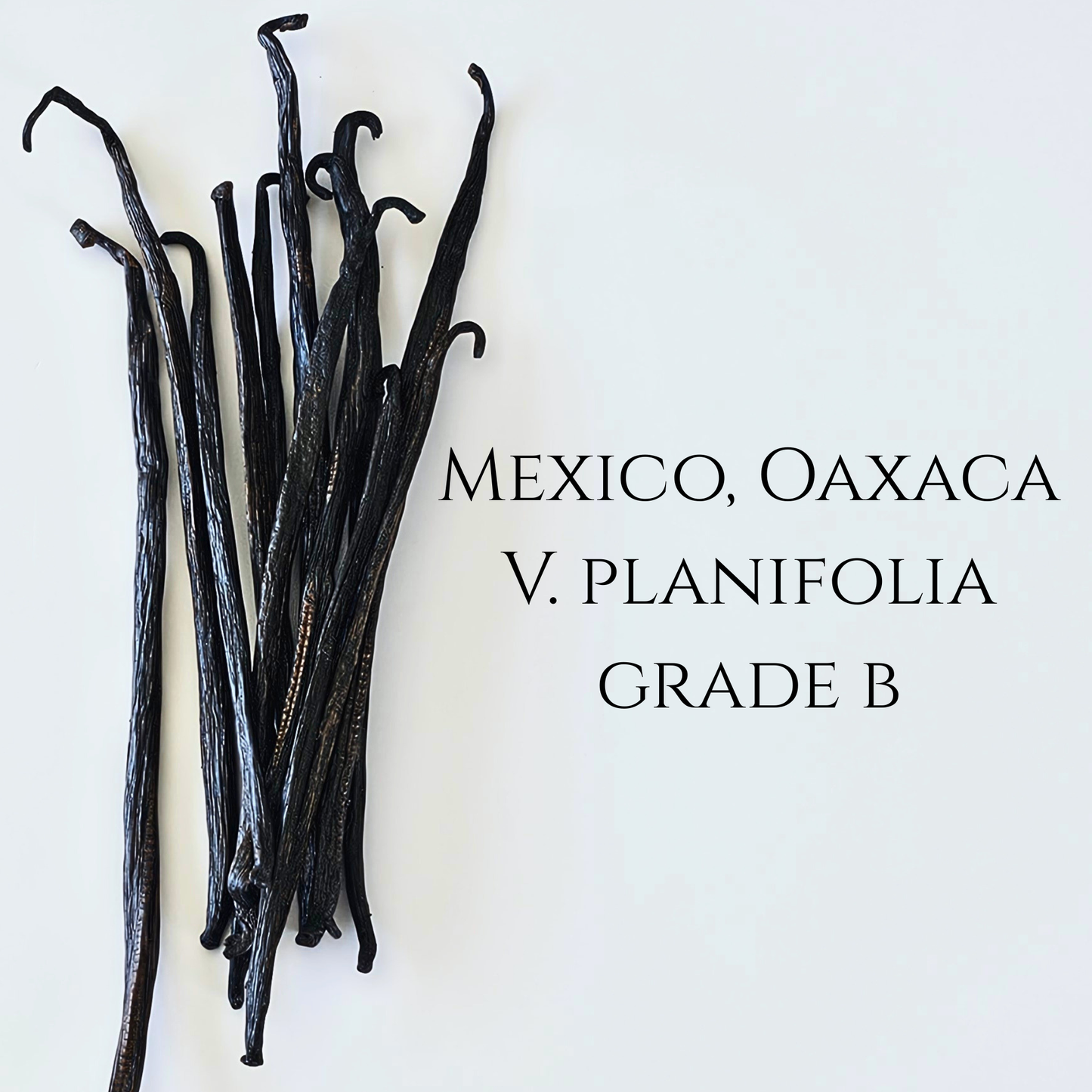 Mexico - Oaxaca V. planifolia Grade B Vanilla Beans