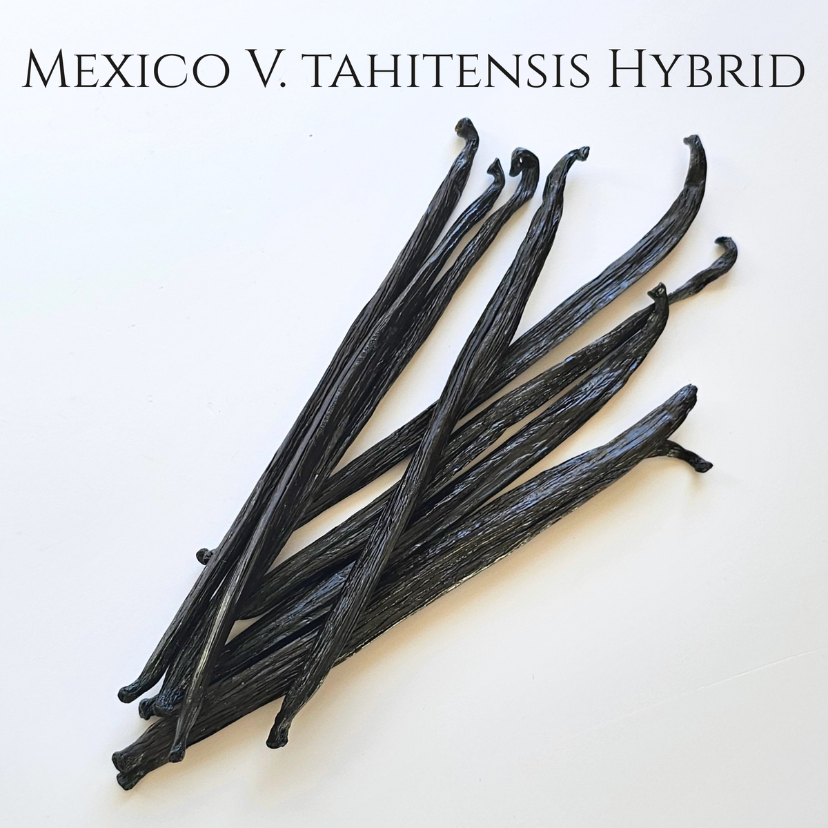 Mexico V. tahitensis Hybrid Vanilla Beans