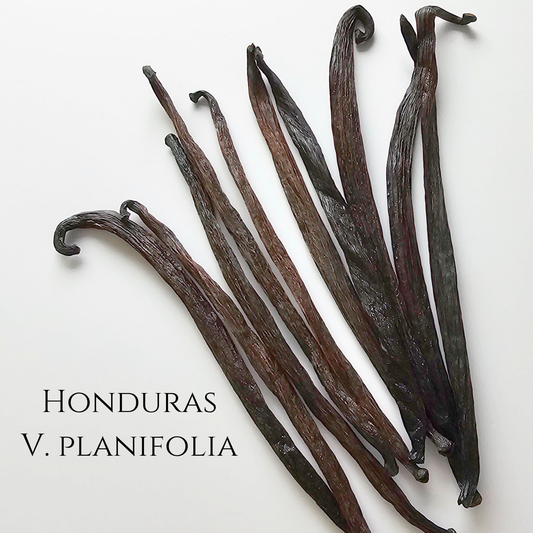 Honduras V. planifolia Vanilla Beans
