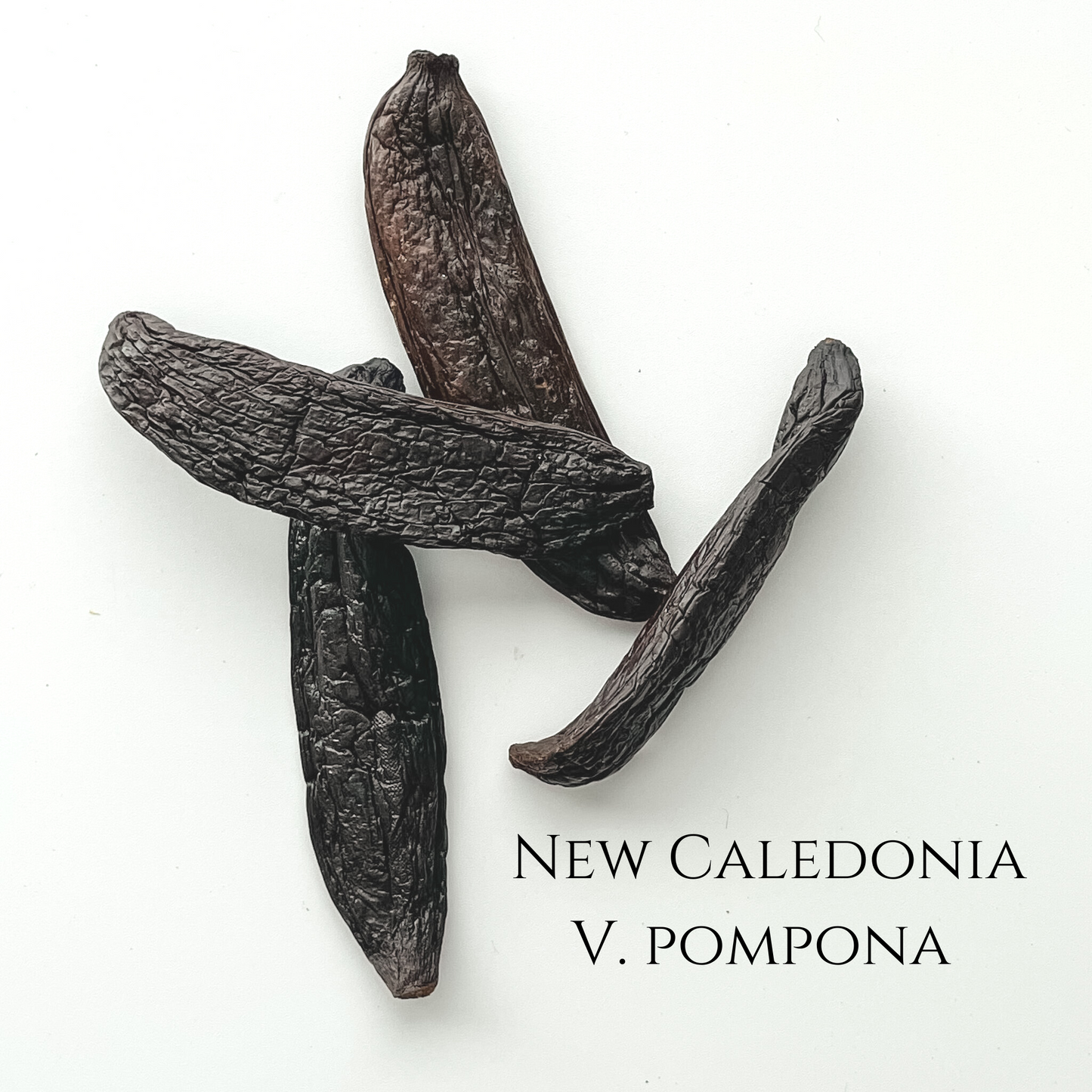 New Caledonia V. pompona