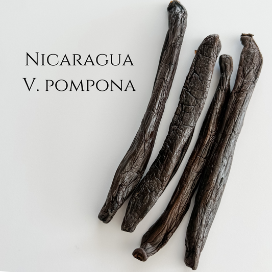Nicaragua V. pompona Vanilla Beans