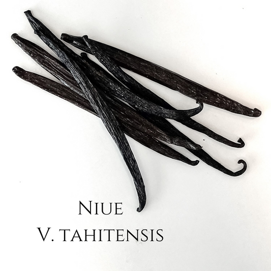 Niue V. tahitensis Vanilla Beans
