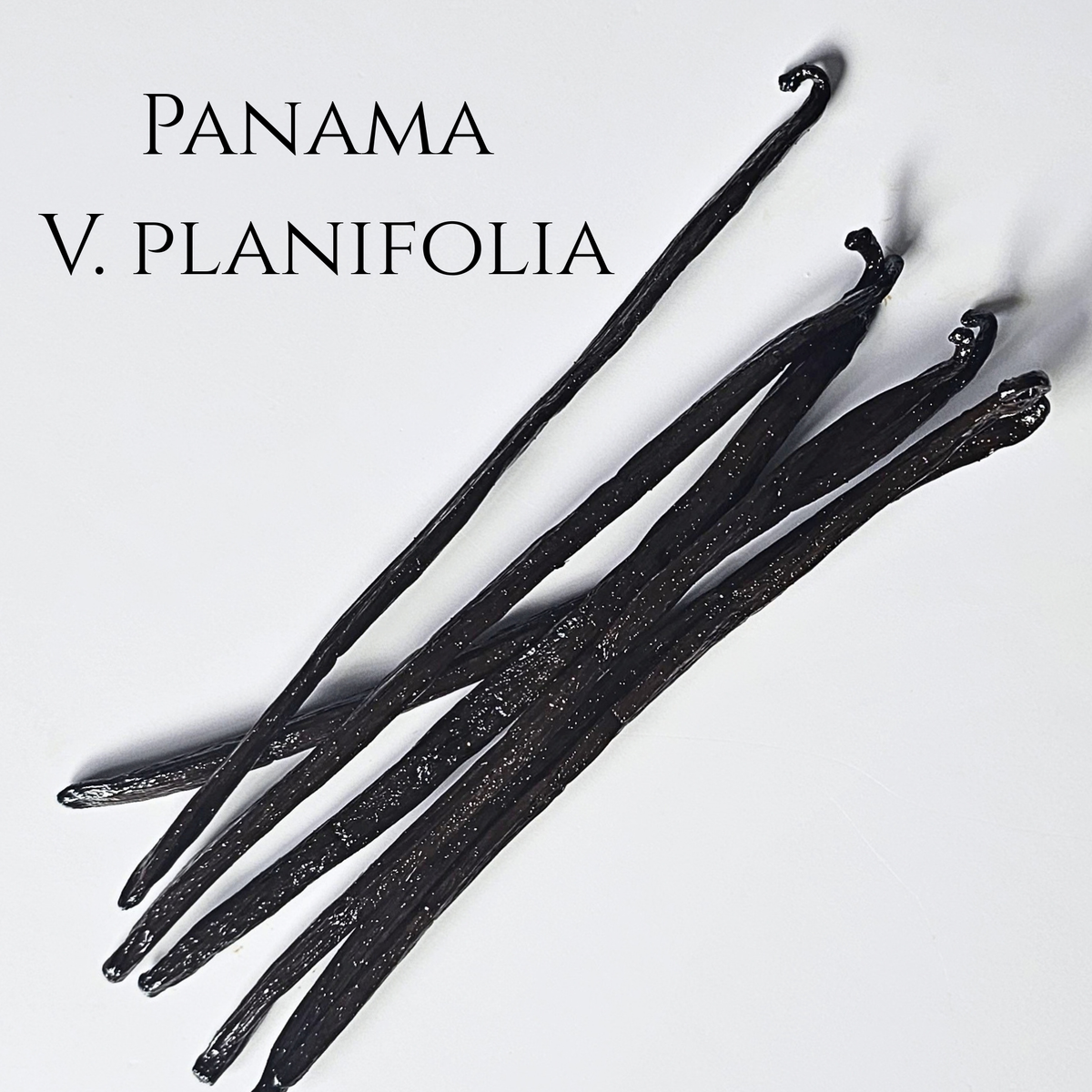 Panama V. planifolia Vanilla Beans