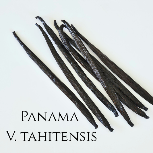 Panama V. tahitensis Vanilla Beans