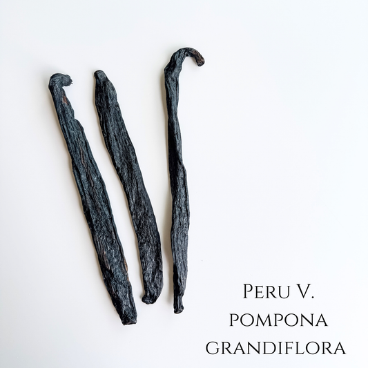 Perú V. Pompona Grandiflora Vanilla Beans