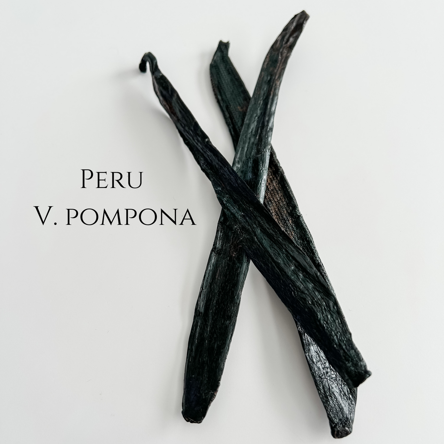 Peru V. pompona Vanilla Beans