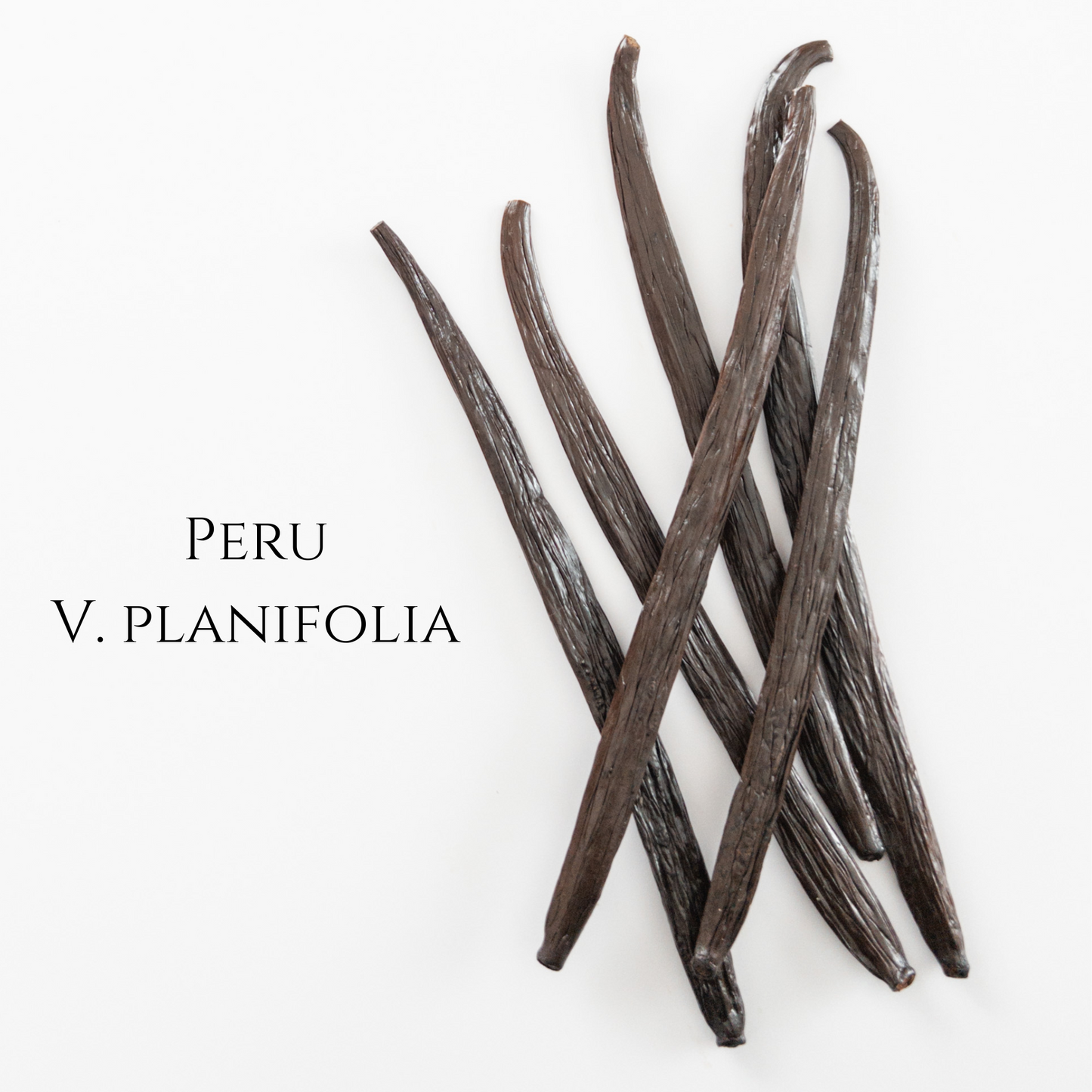 Perú V. planifolia Vanilla Beans