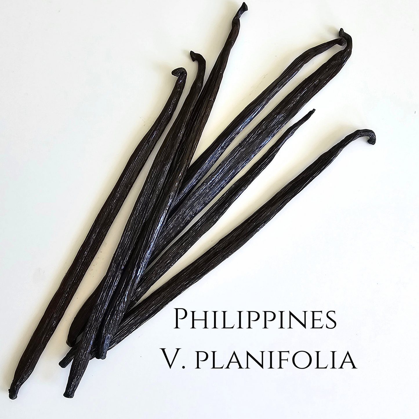 Philippines V. planifolia Vanilla Beans