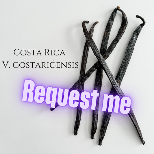 Costa Rica V. costaricensis Vanilla Beans