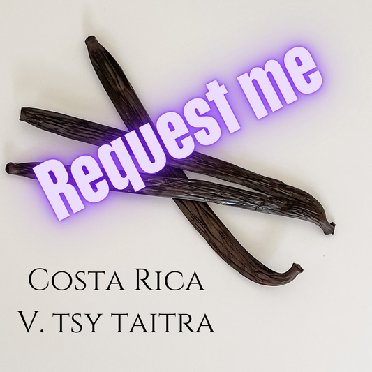 Costa Rica V. tsy taitra Vanilla Beans