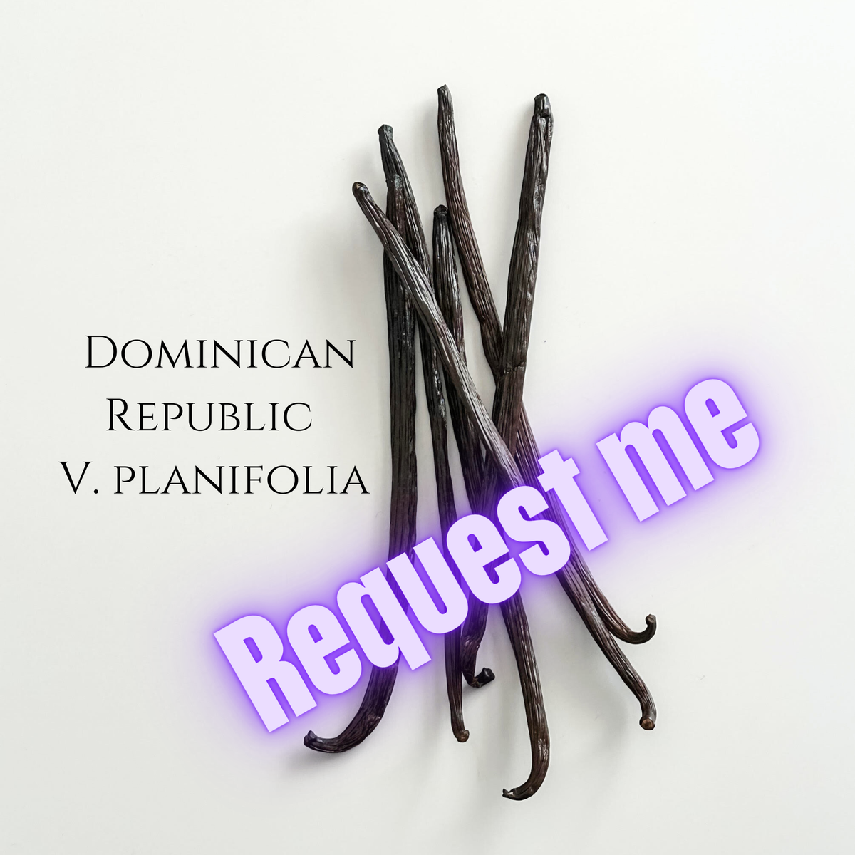 Dominican Republic V. planifolia Vanilla Beans