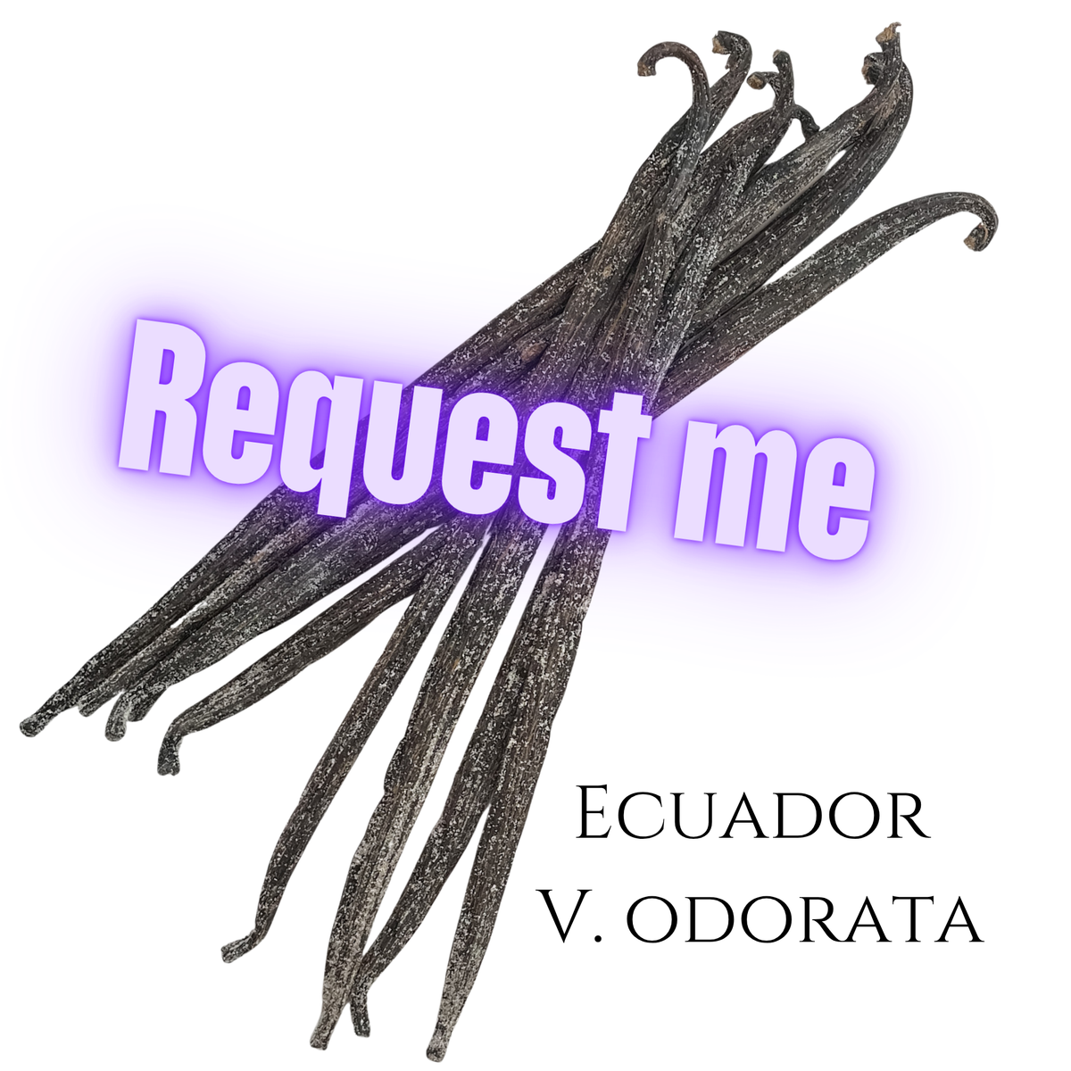 Ecuador V. odorata