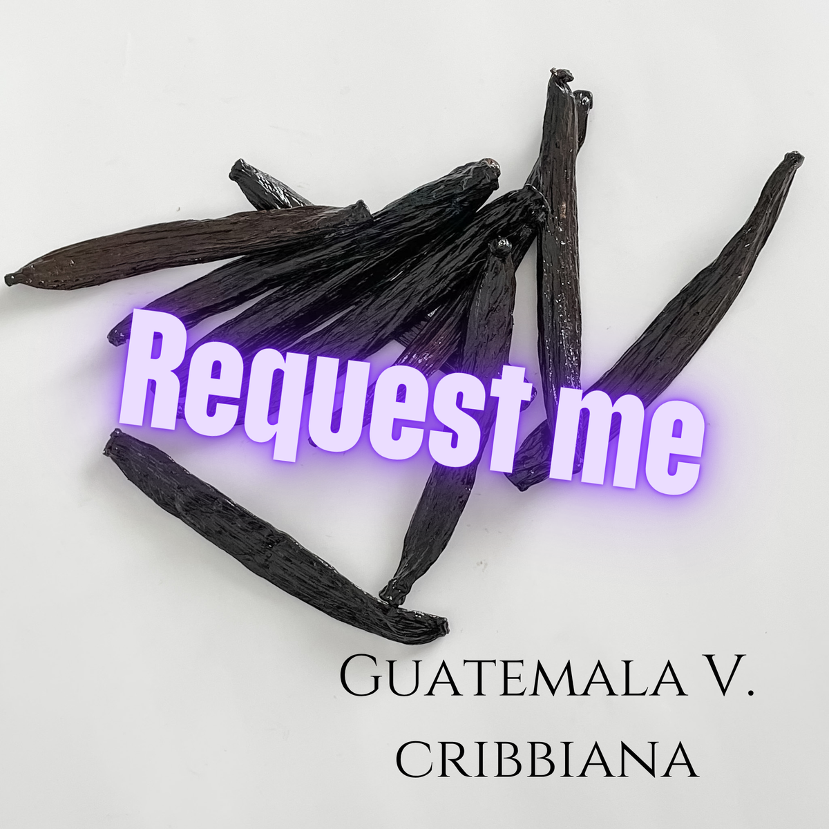 Guatemala V. cribbiana Vanilla Beans