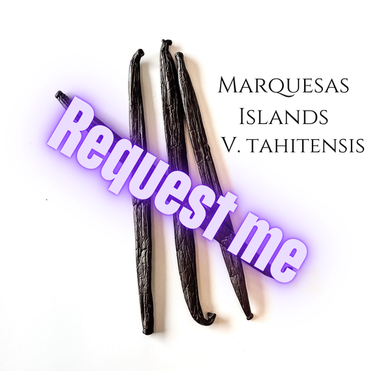 Marquesas Islands V. tahitensis Vanilla Beans