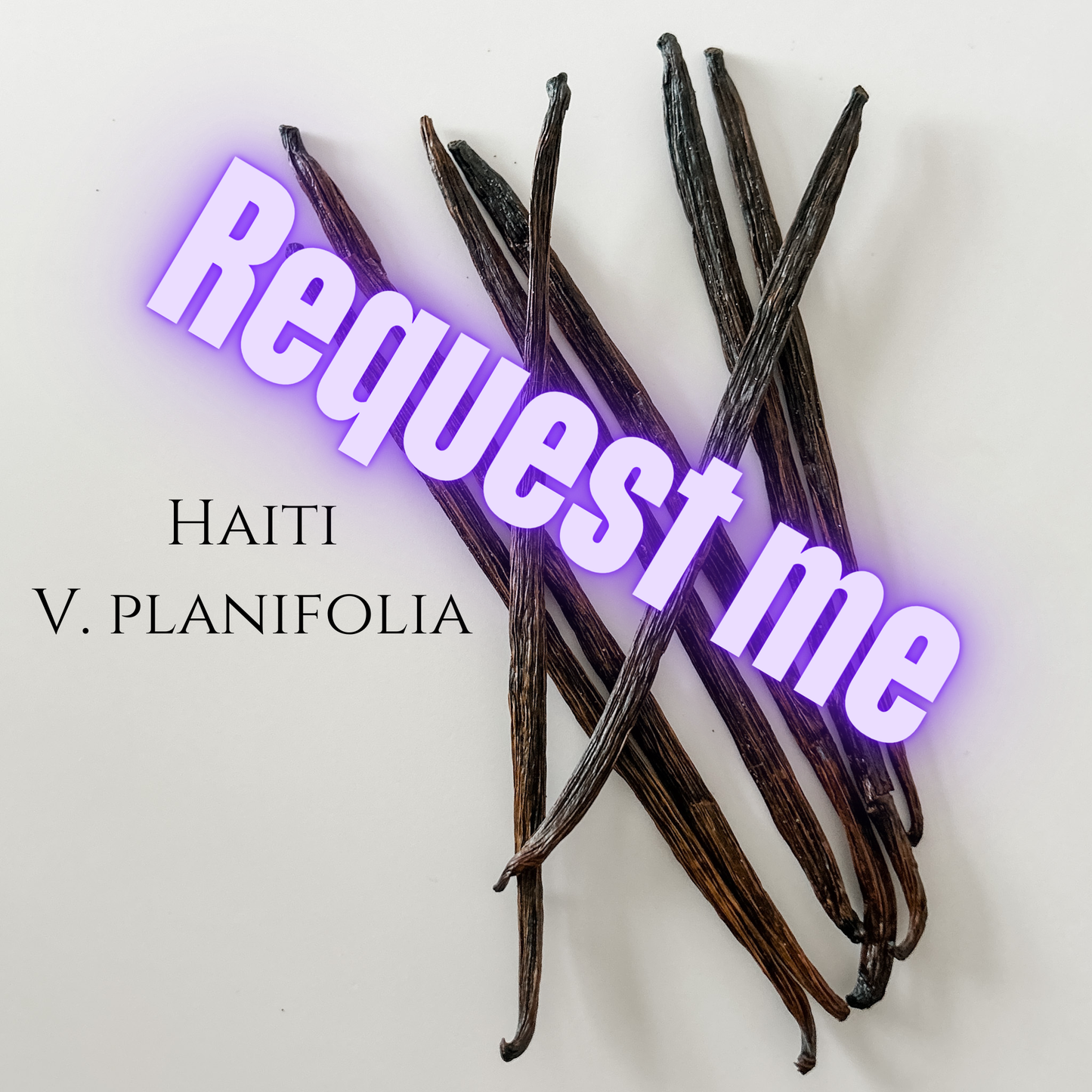 Haiti V. planifolia Vanilla Beans