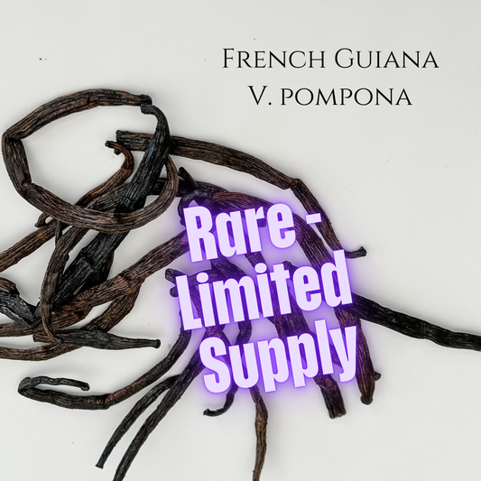 French Guiana V. pompona