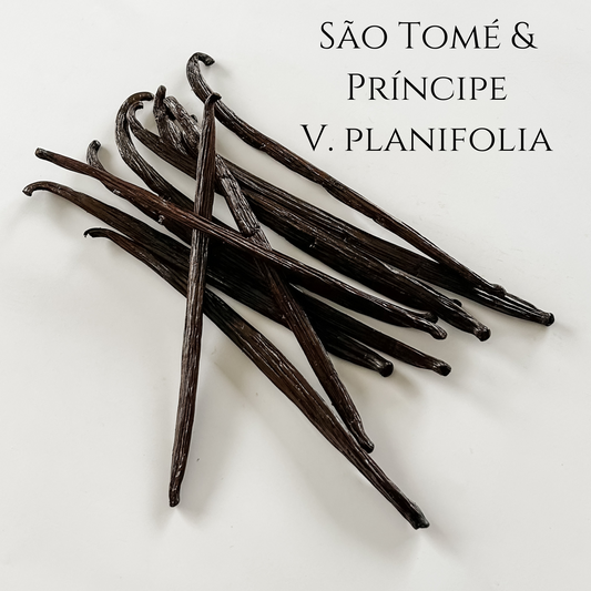 São Tomé & Príncipe V. planifolia Vanilla Beans