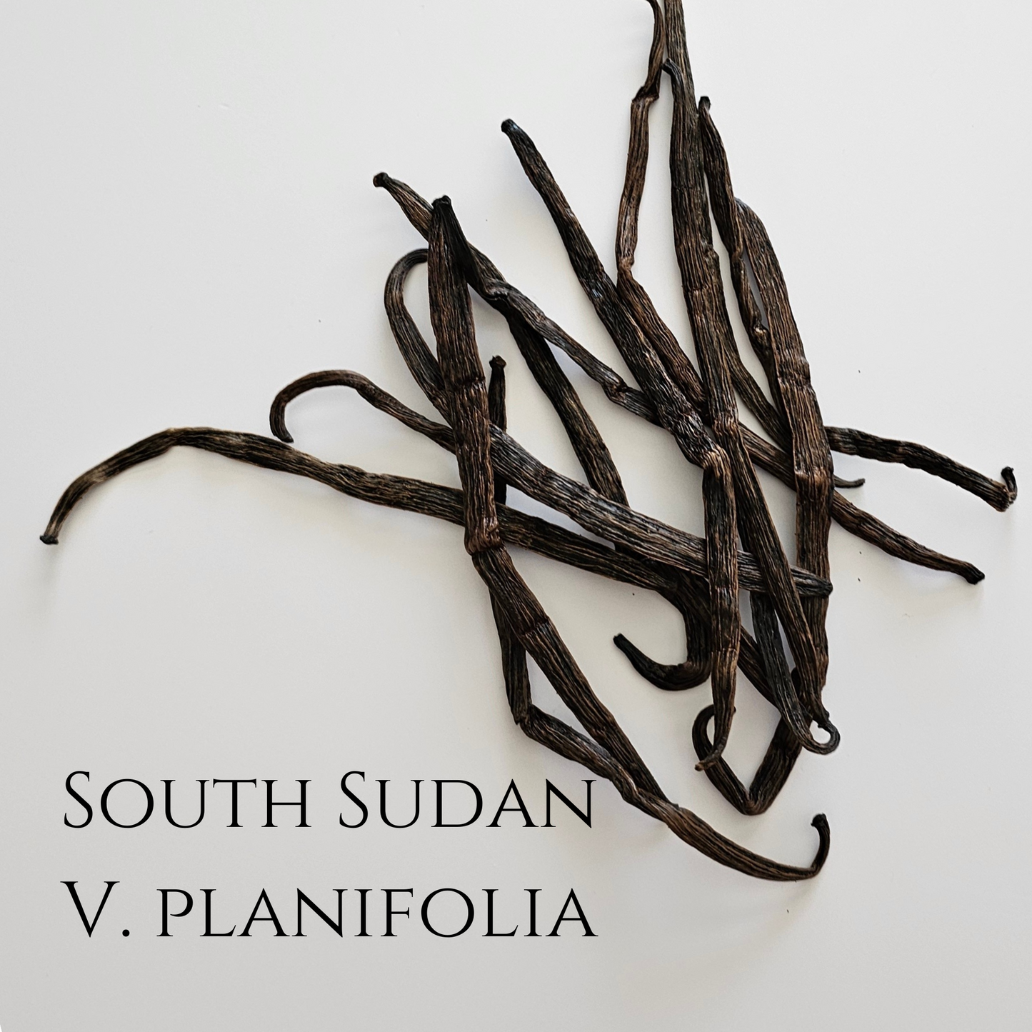 South Sudan V. planifolia