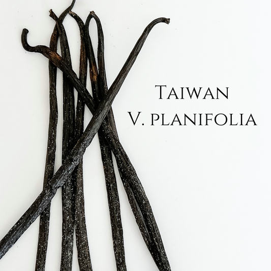 Taiwan V. planifolia