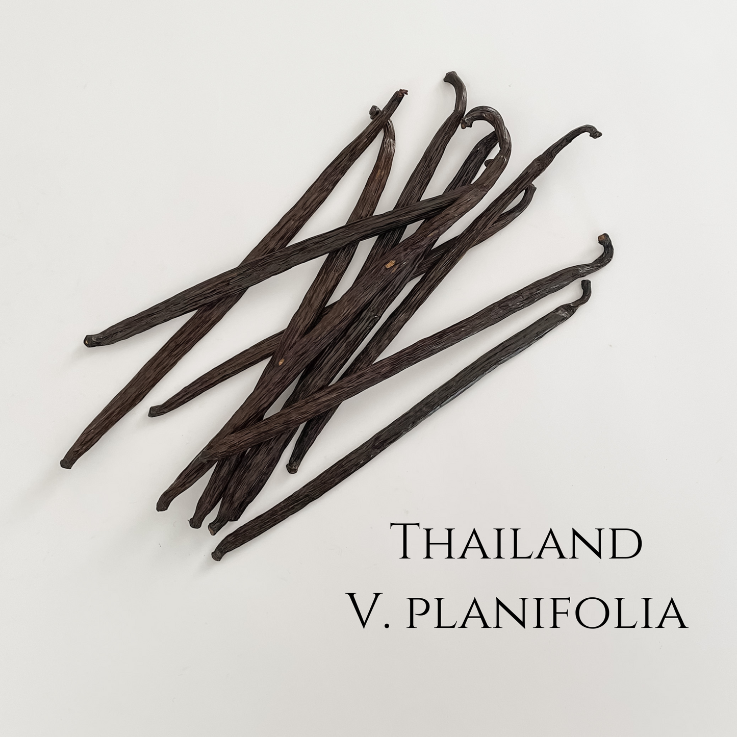 Thailand V. planifolia Vanilla Beans