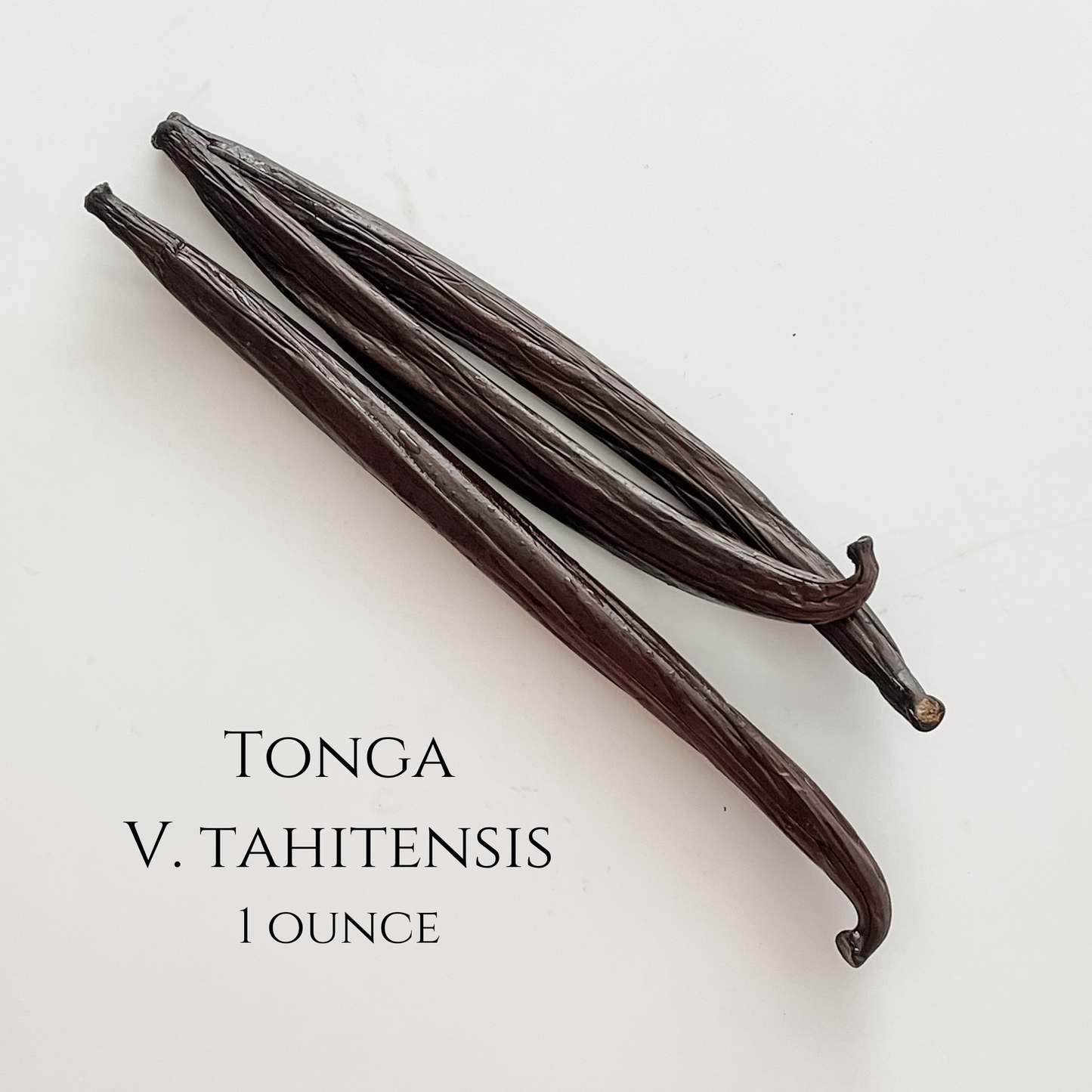 Tonga V. tahitensis Vanilla Beans