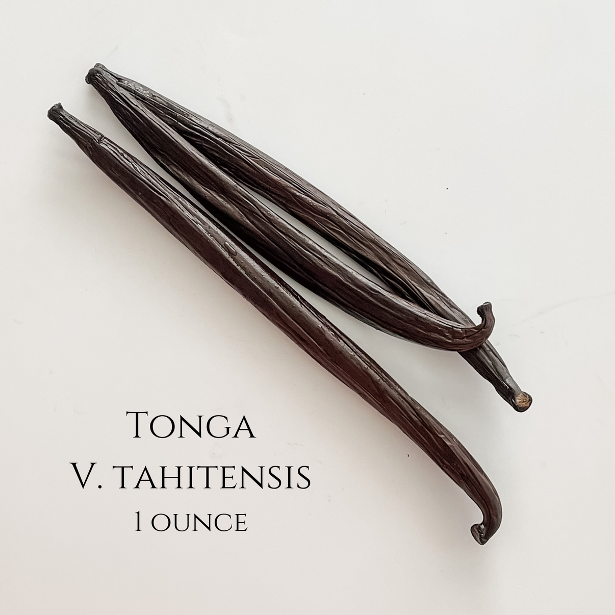 Tonga V. tahitensis Vanilla Beans – IndriVanilla