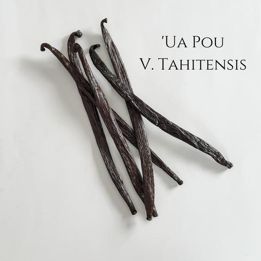 'Ua Pou, V. tahitensis Vanilla Beans