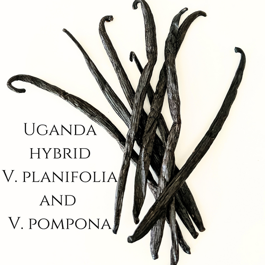 Uganda Hybrid Vanilla Beans
