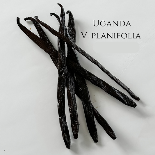 Uganda V. planifolia Vanilla Beans
